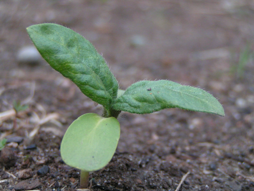 Organic Baby Spinach