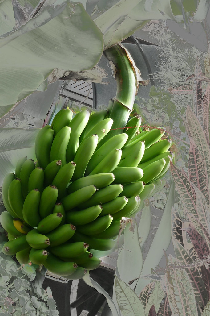 Fairtrade Bananas